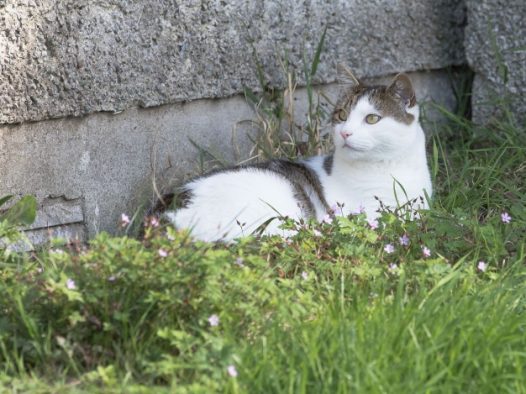 草丛中的小猫图片