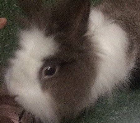 最近兔兔总咬人，喂食咬，捡屎也咬，有时还会蹿出来吓人