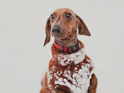 雪地里玩耍的腊肠狗图片