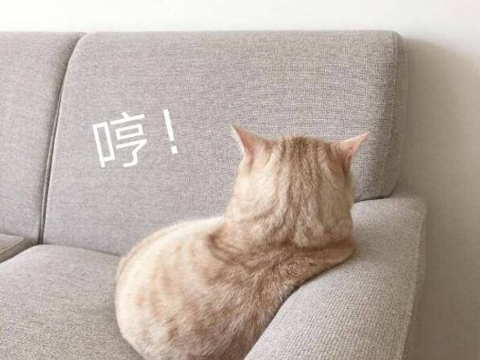 可爱小猫咪只给我看背景哈哈