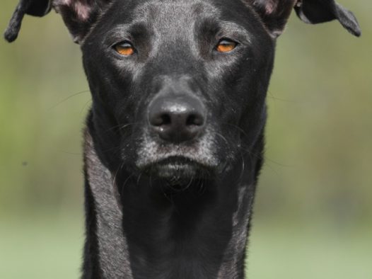 黑色拉布拉多图片