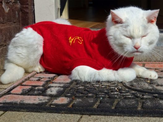 白色猫咪慵懒图片