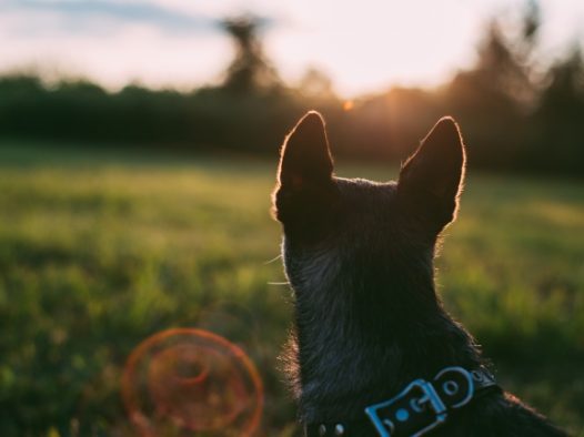 落寞的狗狗背影图片