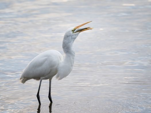站在河中央的大白鹭摄影图片