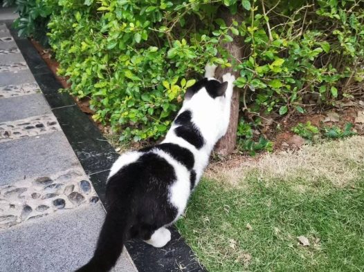 小区里撸猫指日可待,终于来了只胆大的。