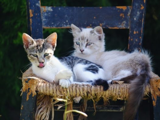 流浪猫图片