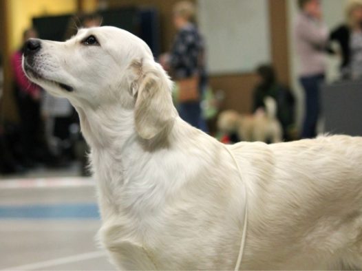 成年白色金毛犬图片