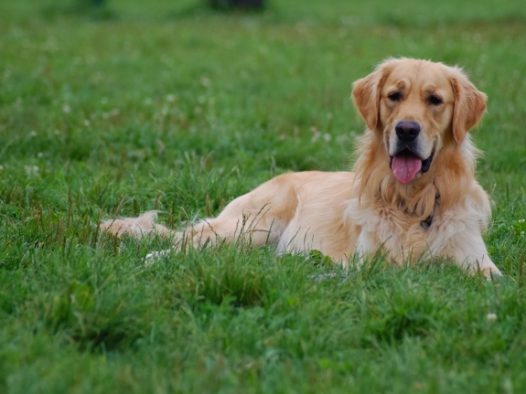 草地萌狗狗图片