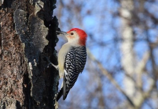可爱野生啄木鸟图片