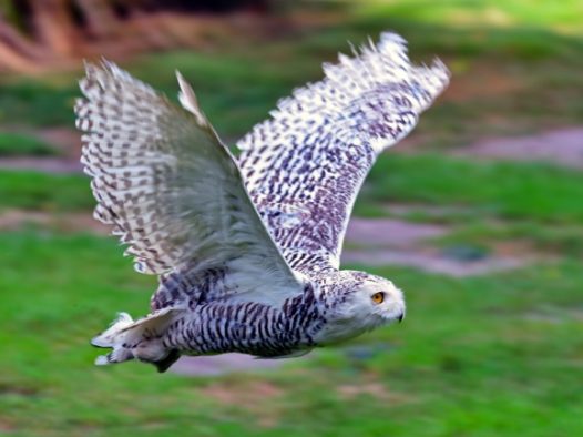 猫头鹰飞扑图片