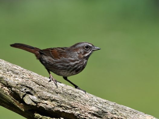 野生黑色山雀图片