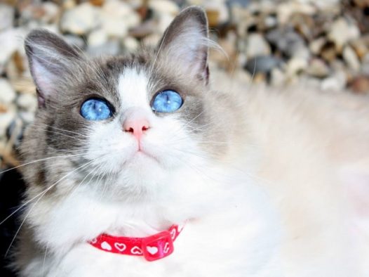 仰望天空小猫图片