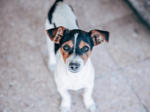 呆萌中华田园犬图片