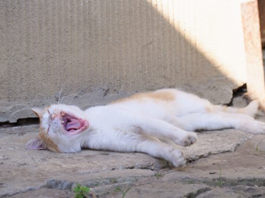 小猫咪睡觉图片