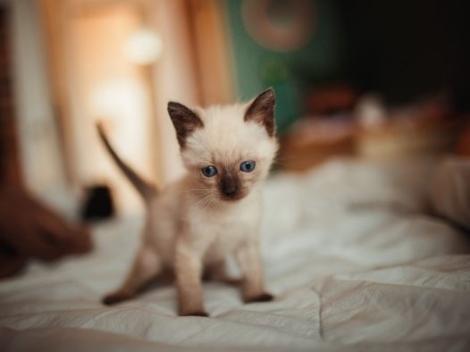 白色暹罗小猫图片