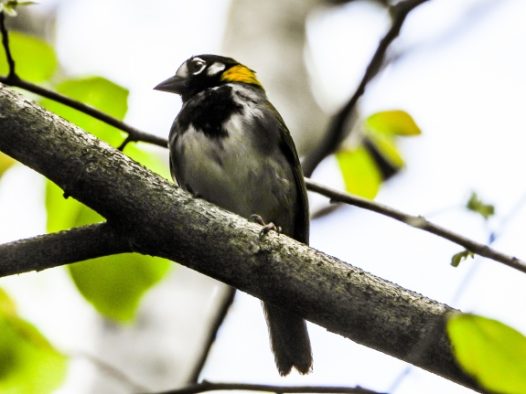 树枝上白耳麻雀图片