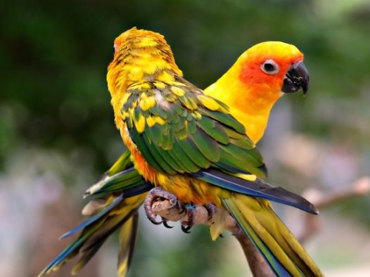 两只彩虹鹦鹉摄影图片