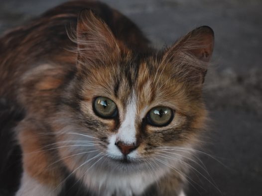 街头可爱狸花猫图片