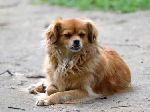 趴在地面上的可爱小猎犬摄影图片