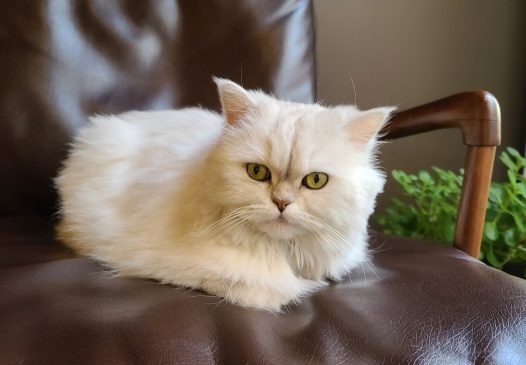 可爱白色宠物猫咪图片