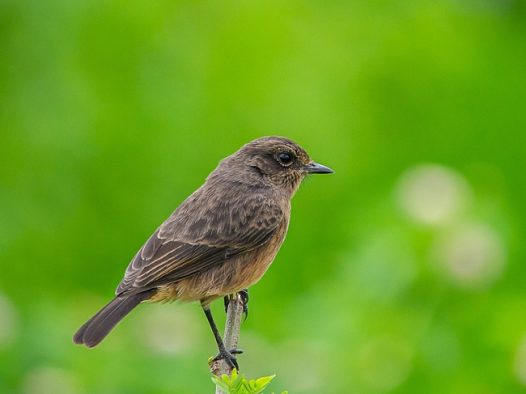 站在树枝上的野生飞禽图片