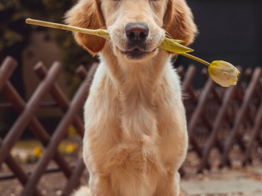 叼着一枝花的拉布拉多犬摄影图片