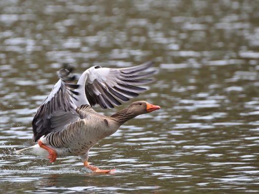 水平面低飞的灰雁图片