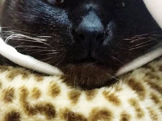 五年入梦去，终成曲中人