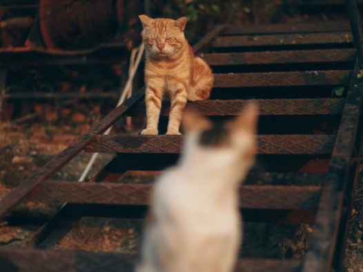 两只慵懒小猫图片