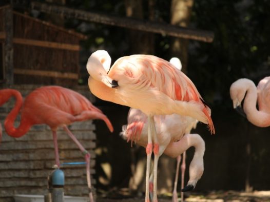 漂亮长腿火烈鸟图片