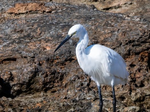 站在岸边礁石上的白鹭图片