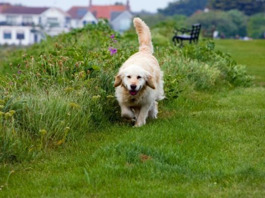 纯种金毛犬英系图片