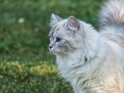 白色基蒂猫可爱图片