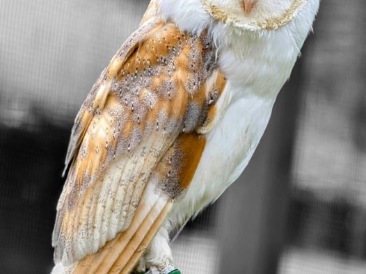 野生仓枭摄影图片