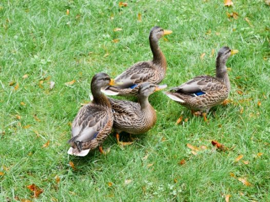 草地上的麻鸭图片