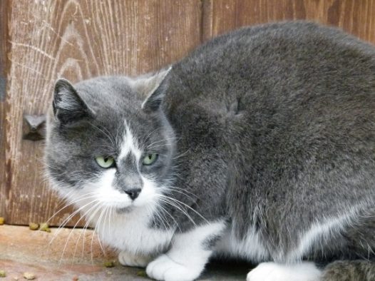灰色宠物猫图片