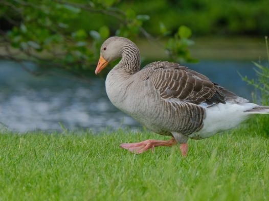 在草地上行走的灰鹅图片
