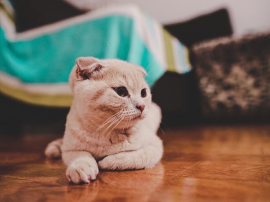 可爱折耳猫图片