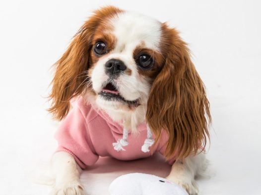 查理士王小猎犬宠物写真图片