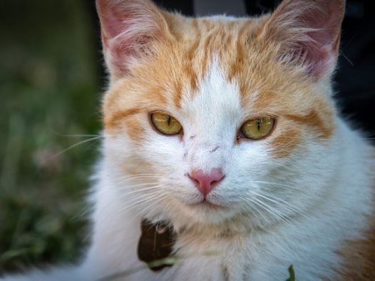 可爱呆萌大脸猫图片