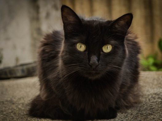 可爱的小黑猫图片