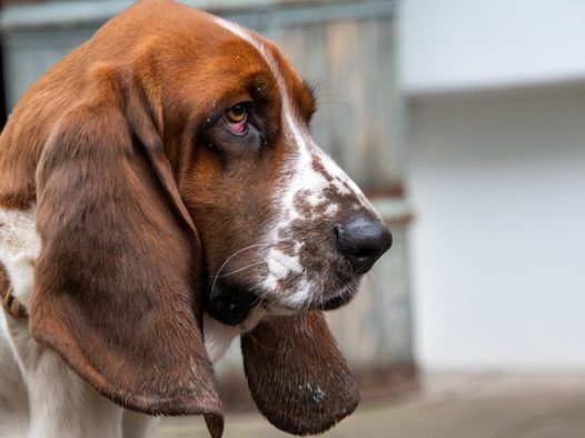 巴吉度猎犬图片