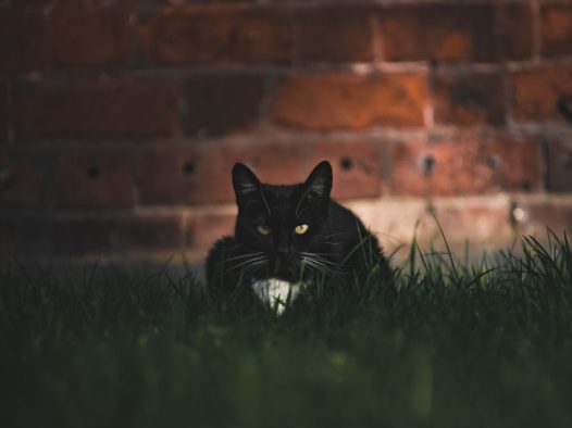 宠物纯黑猫品种图片