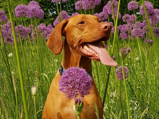 短毛小猎犬图片