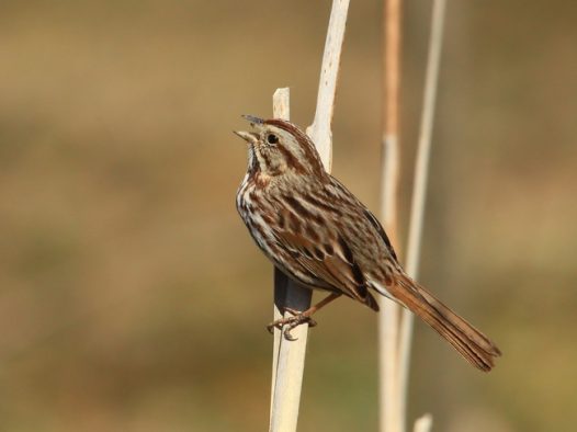 站在干枝上四处张望的小麻雀图片