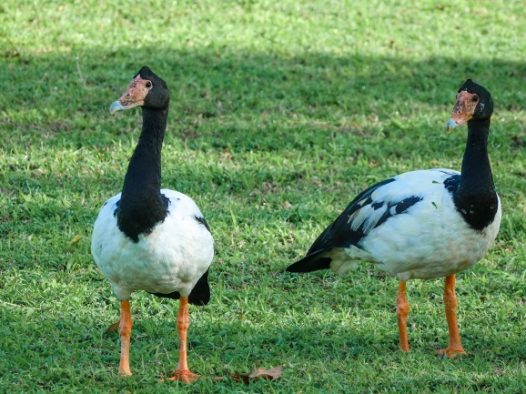 澳大利亚鹊雁图片