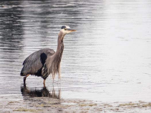 野生大苍鹭河边觅食图片