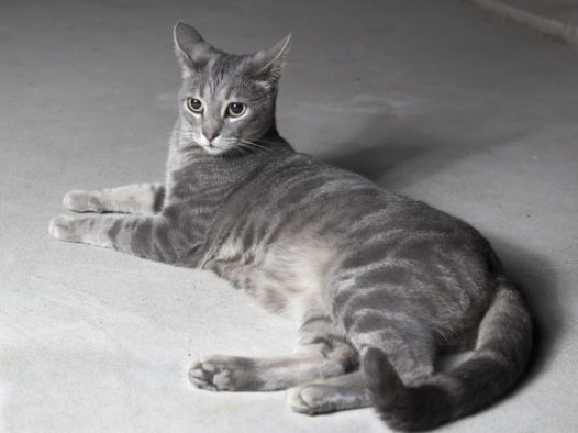 灰色家养小猫图片
