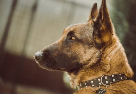 纯种德国牧羊犬图片