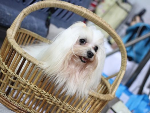 西施犬幼犬图片